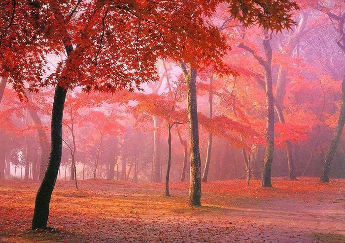 成都包車去稻城亞丁看紅葉