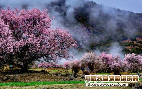 川藏線包車去林芝看桃花
