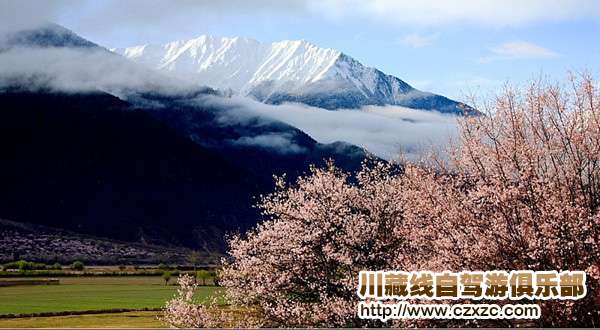 林芝桃花