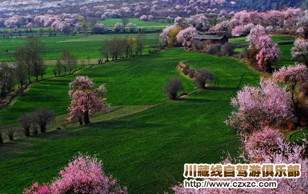 林芝桃花