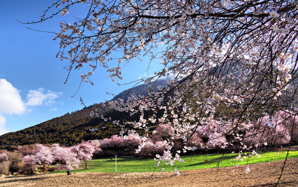 林芝桃花節(jié)期間去川藏線旅游穿衣攻略