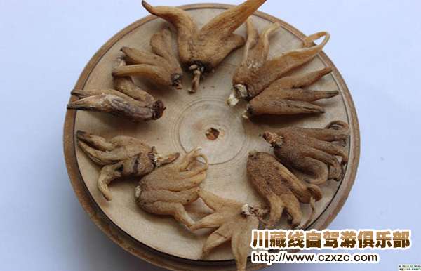 手掌參