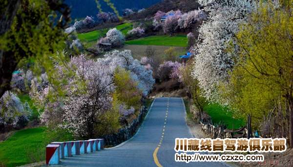 林芝桃花