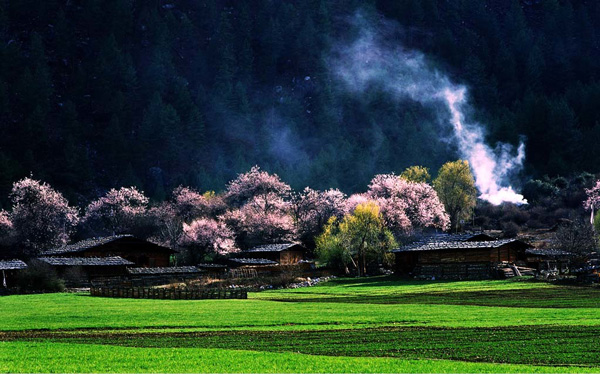 林芝桃花