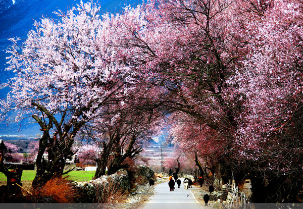 林芝桃花