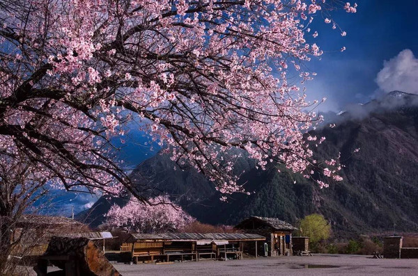 林芝桃花