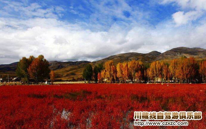 紅草地