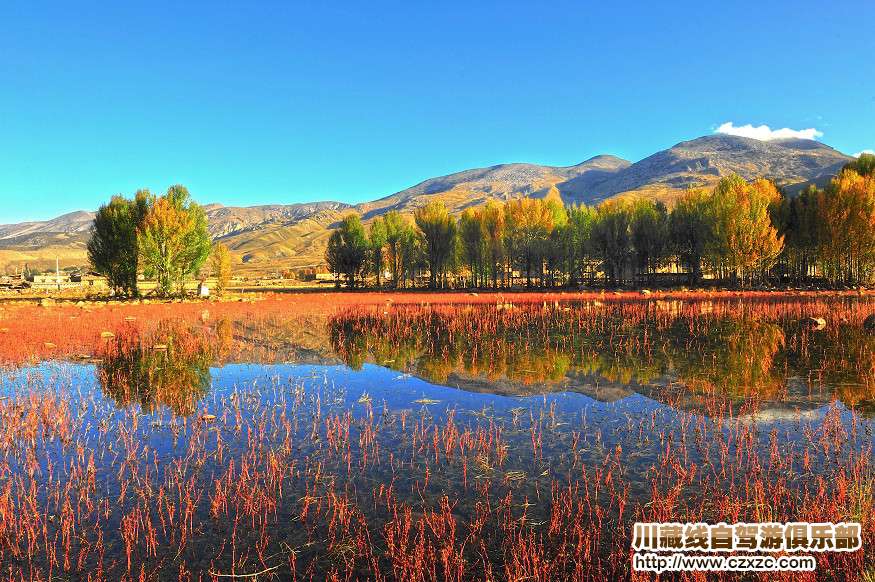 紅草地
