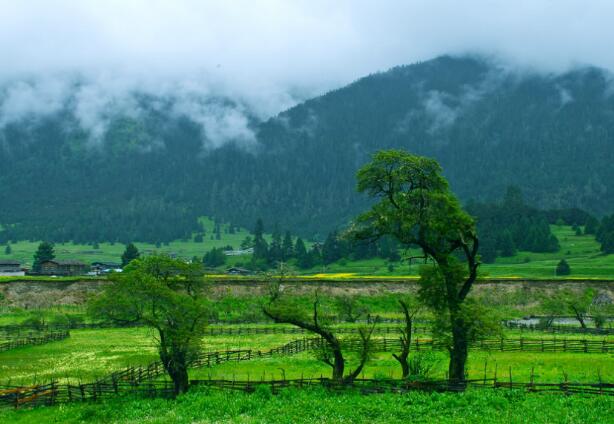 魯朗——神仙居住的地方