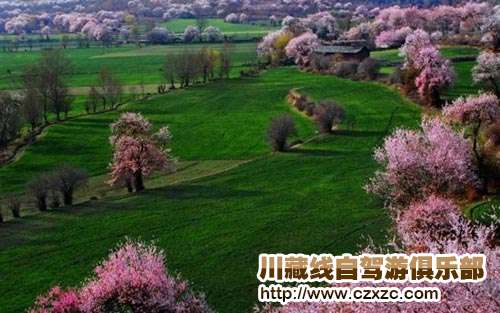 2016相約林芝桃花節9天精品拼車專線僅3500/人
