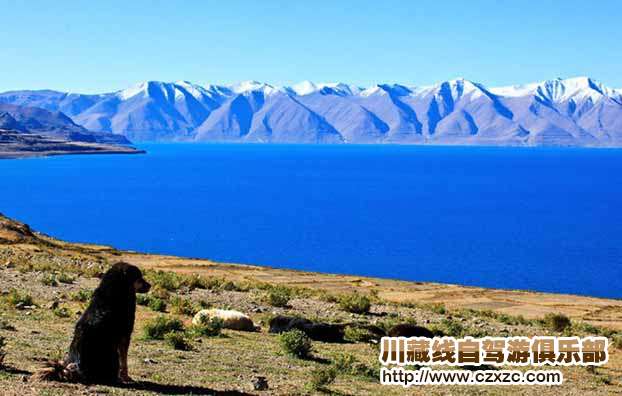 陶醉在景色里的狗兒.jpg