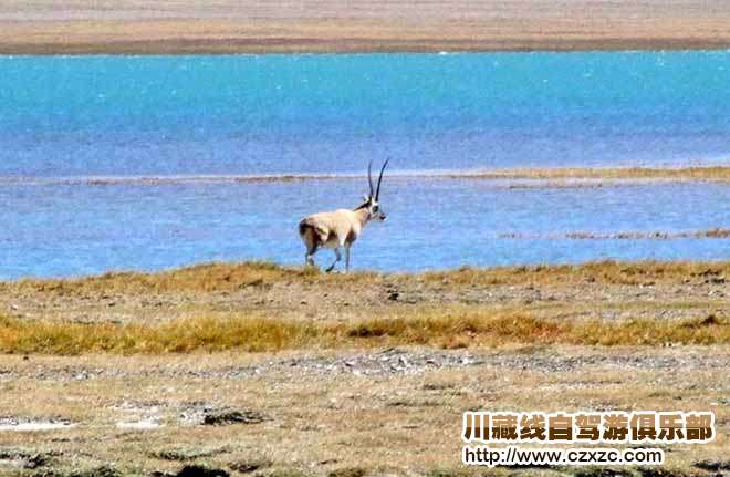 川藏線自駕游你可遇見的美麗湖泊